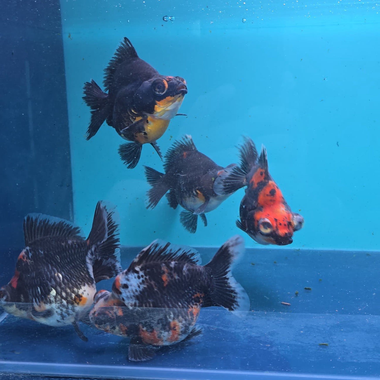 Live Fish Dark Tri Color Demekin Goldfish Juvenile Mix 3 inch with ...