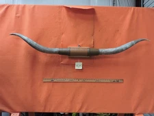 MOUNTED STEER BULL  HORNS  5' 0" tip to tip #425 BULL HORN LONGHORN