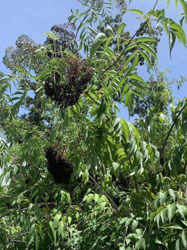 2 Elderberry Live Plant 15" + Bare Root Native Edible Medicinal Organic Berries - Picture 3 of 6