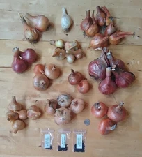 Potato Onion seeds ~ Open Pollinated Heirloom  Multiplier Onions