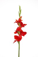 artplants KüNstliche Blume Gladiole Kivana, Rot, 90Cm