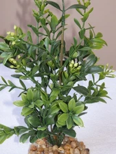 8" MEDIUM Dark Green BOXWOOD Plastic Plant, Stone Base, Lower Forty Farm, unique