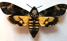 Acherontia atropos - A1 Death's Head Hawk Moth, Wings Expertly Spread