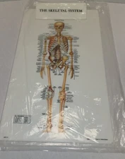 Large 2002 Anatomical Chart Company Skeletal System Clipboard 9" x 15-1/4"