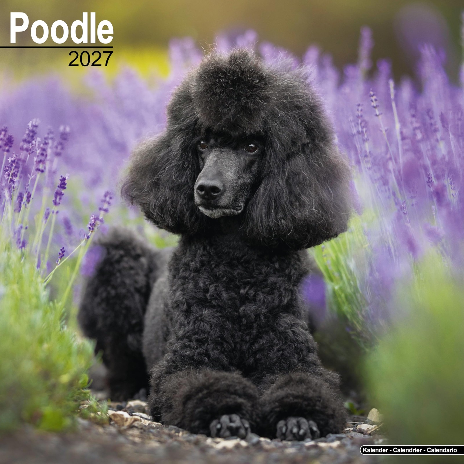 Poodle - Image 2