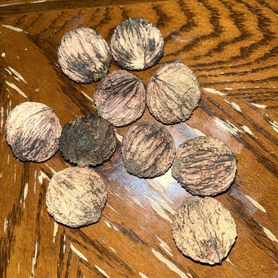 1lb of fresh Walnut, husk removed when picked and purchased Limited Availability