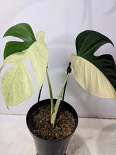 Monstera Jungle Mint Halfmoon Variegated Real Picture