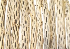 50 9" Prewashed Cholla Wood Pieces  Aquarium  Terrarium  Organic
