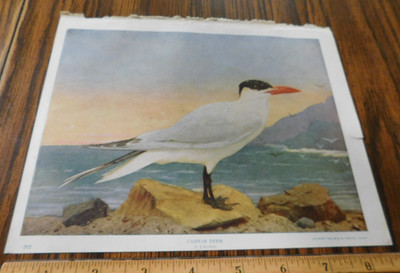 Caspian Tern Bird Print Audubon 1914 / Mumford 1900