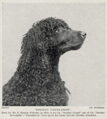 Irish Water Spaniel ''Head'' - 1934 Vintage Dog Art ''Photo'' Print - CUSTOM MATTED