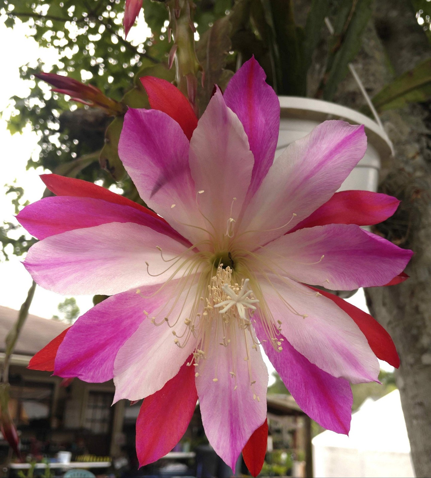Epiphyllum Hybrid 'Wild Thing' Fully - Rooted Starter Pot