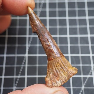 67 mm Onchopristis numidus Sawfish Rostral Tooth Fossil Morocco Cretaceous 3989