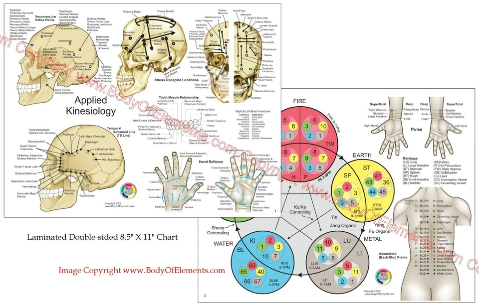 Applied Kinesiology Chart Set 8.5" X 11" Chiropractic Acupuncture Reference - Image 2 of 3