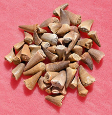 FIFTY A++ Mosasaur teeth, from Morocco #1