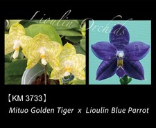 Phalaenopsis Mituo Golden Tiger X Lioulin Blue Parrot