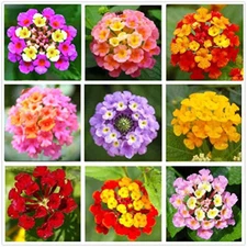 10 seeds Mixed Colored Lantana Flowers Big Blooms