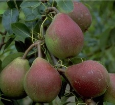 Birnenbaum `Clapps Liebling´ (kleinbleibend) 120-140cm im 10L-Topf