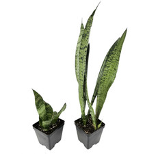 Snake Plant Sansevieria 4 Inch Pot Live Indoor Houseplant Growers Choice