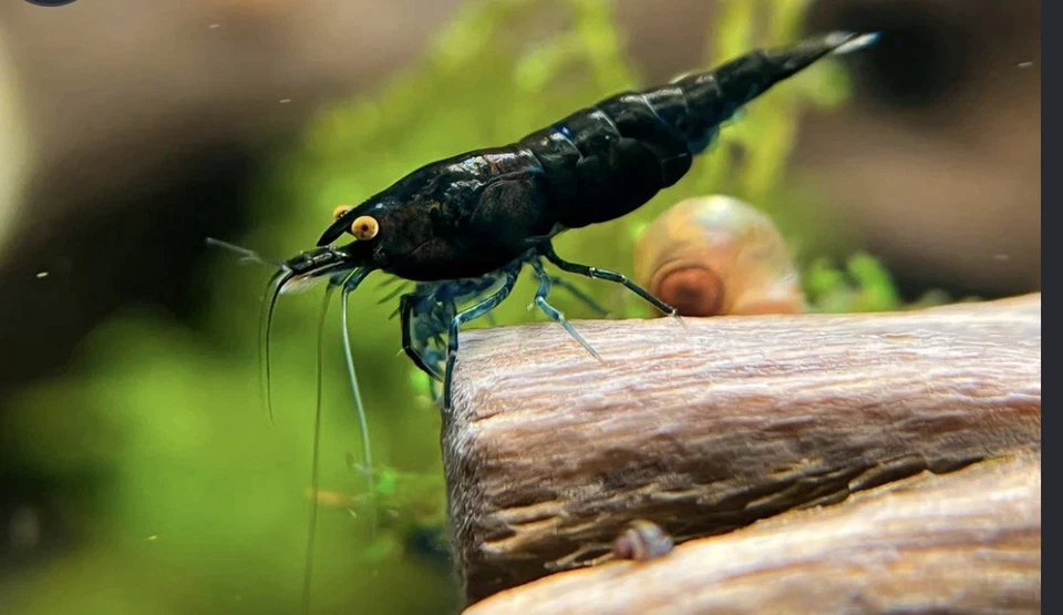 Zafiro negro ojo naranja 10+1 Foto 2 de 2