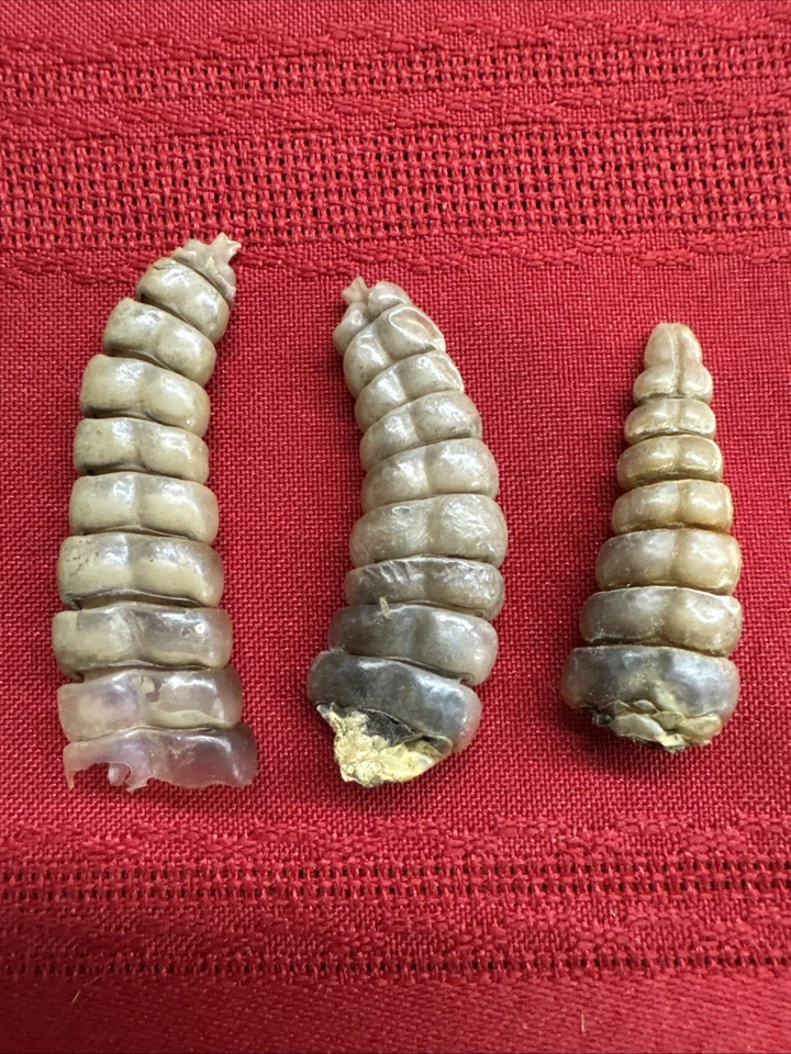 Lote de 5 sonajeros de serpiente de cascabel West Texas Diamondback D Foto 2 de 4