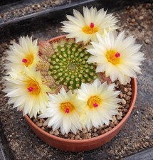 Notocactus werdermannianus SEEDS -  - SEMI di Cactus Raro