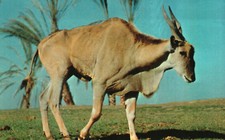 Postcard Animals Addax Of The Southern Sahara Desert Of North Africa