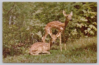Vintage FAWN TWINS Postcard Mike Roberts Berkeley CA Deer Wildlife Nature