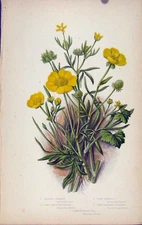 Original Old Antique Print Flowering Plants Meadow Crowfoot Corn Crowfoot