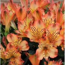 Alstroemeria Flower Hybrid Quality Bulbs Home Gardening Pack of 3 orange