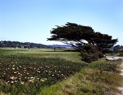 Windblown Cypress Trees along Central California Coast,CA,Carol Highsmith