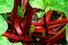 Rhubarb crowns, plants, " Parr's Selection" , different sizes & numbers, organic