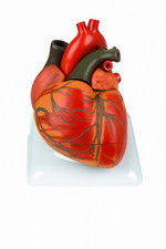 "3D Human Heart Anatomical Model   Life-Size with Arteries  Veins 