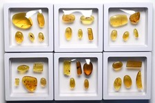 GENUINE Fossil Insect Inclusion in Burmese amber - 5 pieces with Loupe - kit