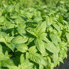 Basil Rutgers Devotion DMR    500 seeds