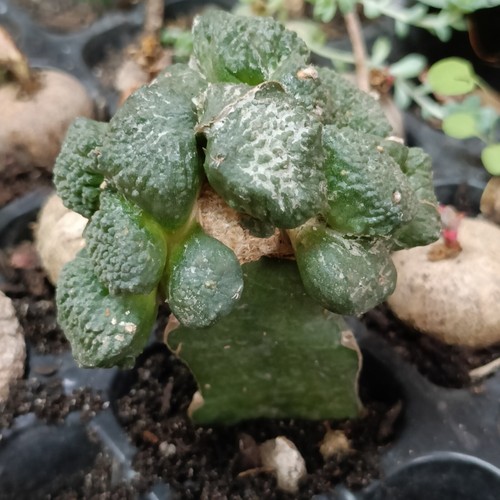 Ariocarpus Cauliflower hybrid rare succulent about 7cm - Picture 5 of 6