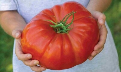 Early Doll Tomato Seeds (((25 Seed Packet))) (More Heirloom, Organic