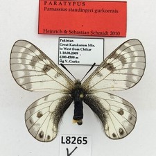 Parnassius for collectors | rare Parnassinae