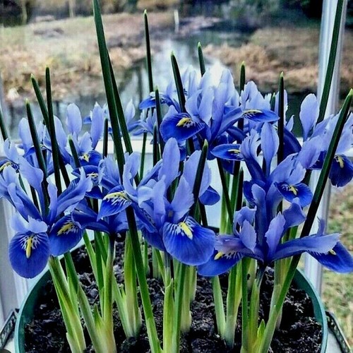 100 DWARF IRIS BULBS 'RETICULATA' SPRING FLOWERING GARDEN PLANTS FLOWER