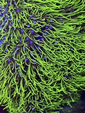 WWC Long Green Star Polyp "Neon Green Star Polyps" (4in frag) *read description*
