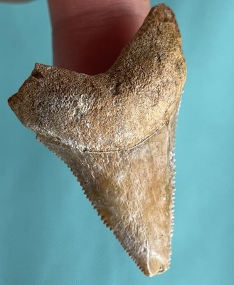 Great White Shark Tooth RARE 1.8  Orange Authentic Fossil