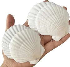 30PCS Sea Shells for Crafts Decoration 2''-3'' White Scallop Shells for Craft...