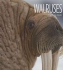 Walruses by Melissa Gish (Hardback, 2014)