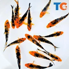 Red & Black Koi Fish For Sale – Buy Live Koi Fish Online | Toledo Goldfish & Koi