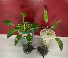Philodendron Combo 1 Rugosum Aberrant & 1 Longilobatum Free Shipping WYSIWYG