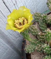 Grusonia bulbispina Rare Durango, Zacatecas Mat Forming Cactus  4 Cuttings