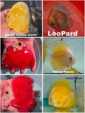 Pack of 6 Discus Fish 3.5 To 4" - Live Fish Aquarium Overnight Shipping