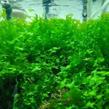 Subwassertang Round Pellia Moss Golfball  Live Aquarium Plant (Best Value 100%)