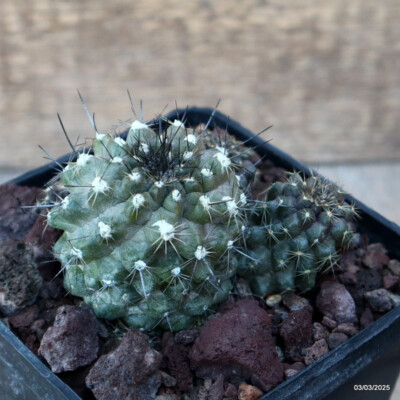 D3507 COPIAPOA BARQUITENSIS pot10-H5-W9 cm MaMa Cactus | eBay