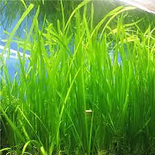 2 Jungle Vals - Buy 2 GET 1 FREE - Italian Val Vallisneria Live Aquarium Plants - Picture 12 of 12