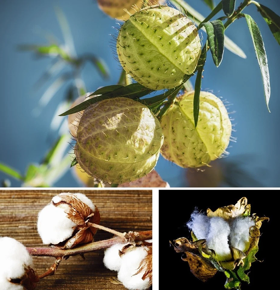 Baumwolle exotische duftende Pflanzen für die Wohnung drinnen Zimmerpflanze / - Bild 2 von 2